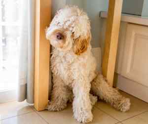 Cockapoos - all about the cockapoo dog breed