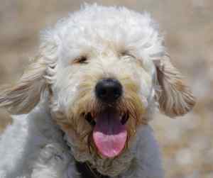 Cockapoos - all about the cockapoo dog breed - photo depicting cockapoos