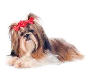 Very adorable shih tzu dog wearing a unique hairdo with two red bows, like pigtails.