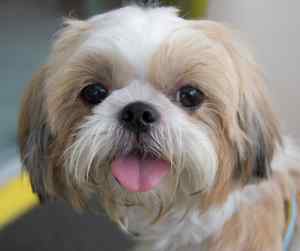 Shih tzu dogs - all about the shih-tzu dog breed