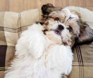A really cute little shih tzu dog with a short haircut laying back against the cushion sofas as if about to get his tummy rubbed