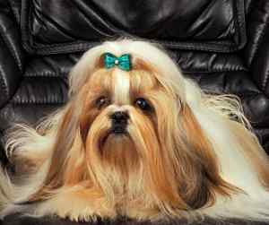 Very well groomed shih tzu dog with long lustrous hair and a green bow looking at the camera.