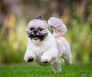This photo catches a shih tzu dog mid air as he runs gleefully towards his owner.