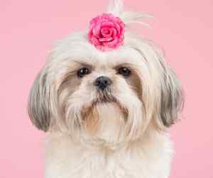 A cute shih tzu dog wearing a pink rose in her hair with a pink background