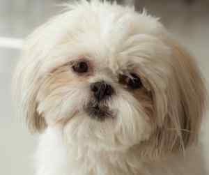 Shih tzu dogs - all about the shih-tzu dog breed