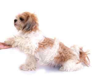 Photo shows a shih tzu dog that has been trained to shake a paw.