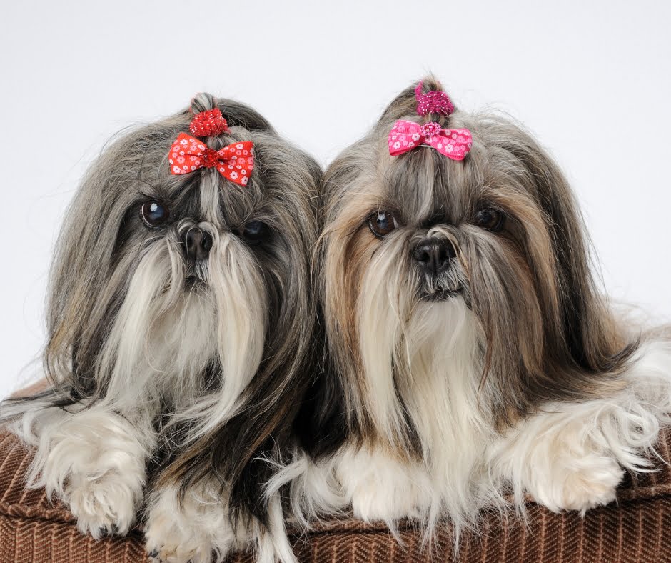 Shih tzu dogs wearing pink bows well groomed