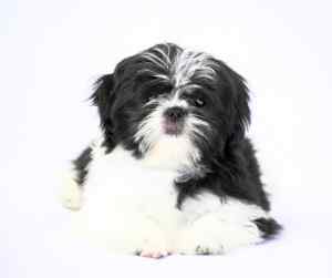 A very cute black and white shih tzu puppy at about age 12 weeks.