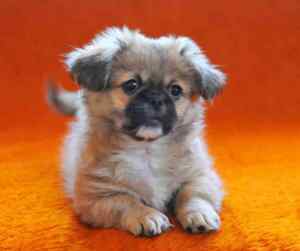 Cute pekingese puppy.