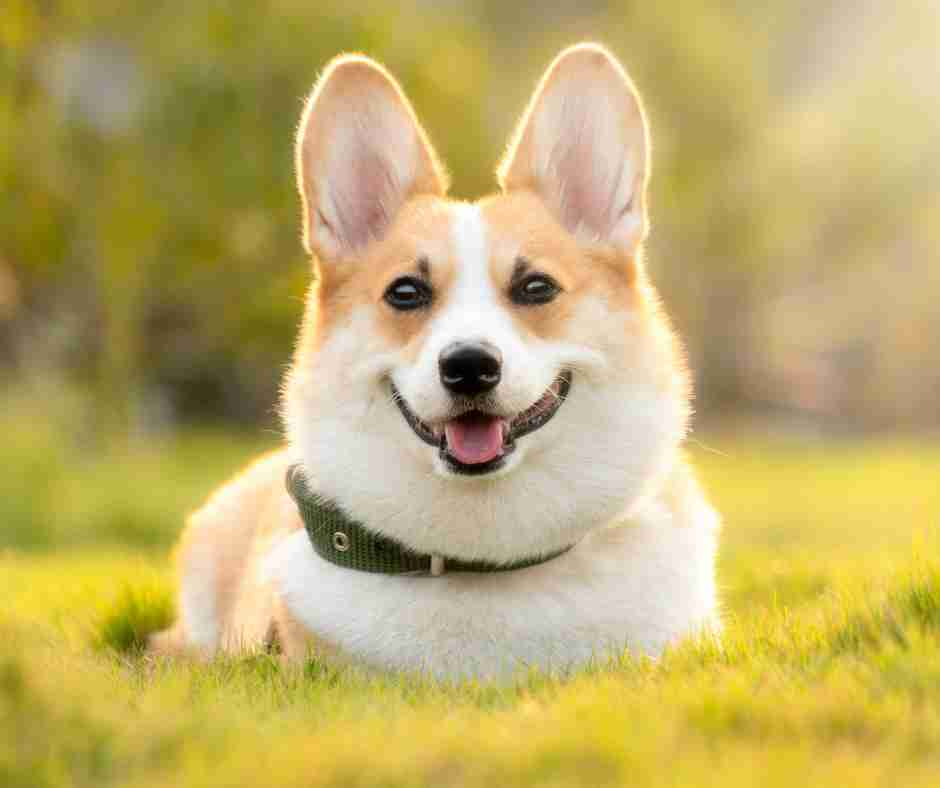 Cute welsh corgi dog sitting in a grassy field.