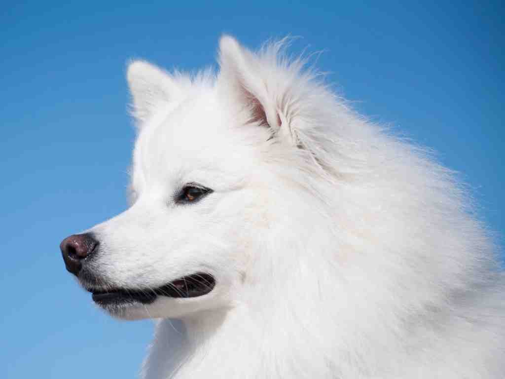 Handsome american eskimo dog faces to the side. The photo shows the dog's head side profile against a blue sky.