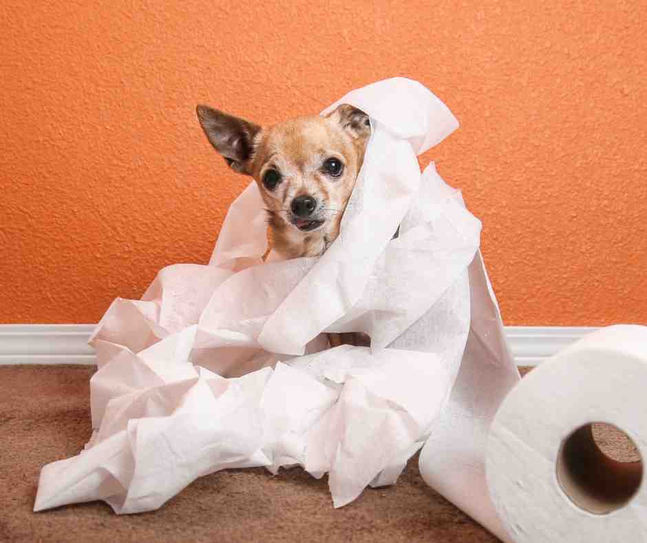 Small dogs getting into trouble. Chihuahuas wrapped in toilet paper.
