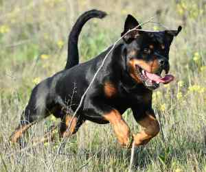 Rottweiler dog runs through the grass.