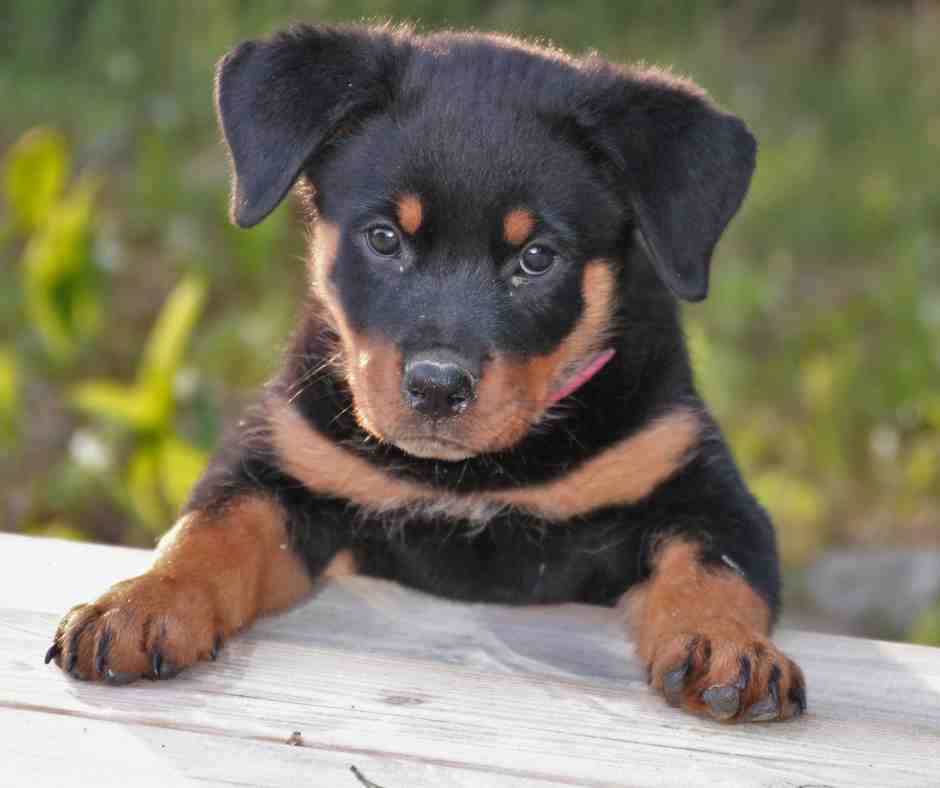 Rottweiler - a large dog breed