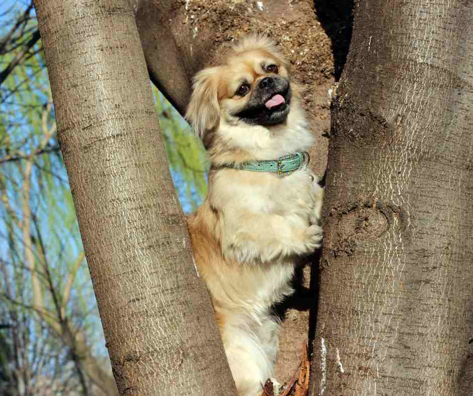 Pekingese dog up in a tree