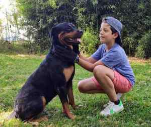 Rottweiler and a child playing together.