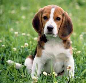Beagle dog breed information guide - all about beagles