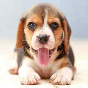Beagle dog breed information guide - all about beagles