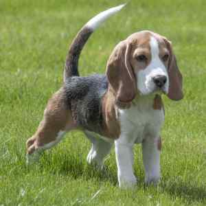 Photo of a very cute beagle puppy outdoors on a grassy field