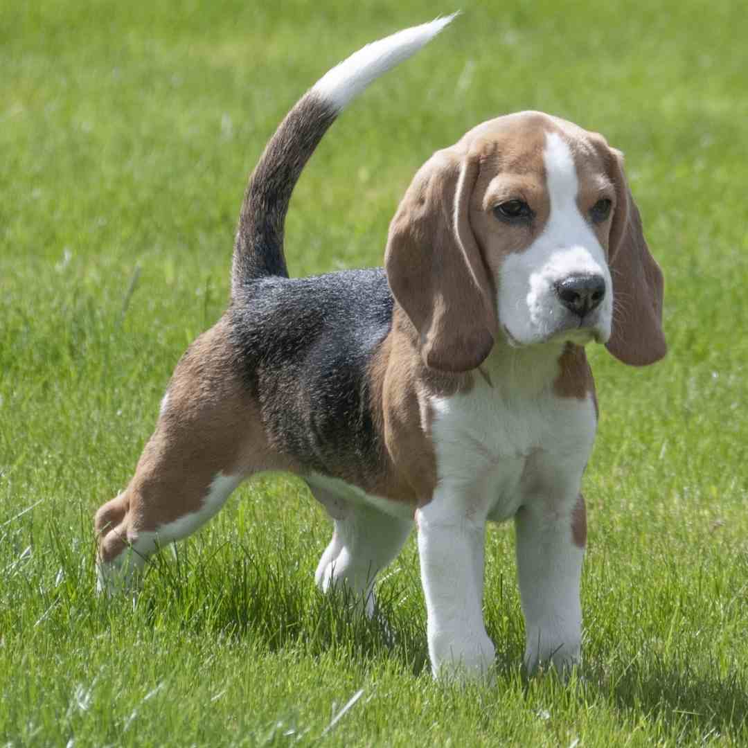Photo of a very cute beagle puppy Outdoors on a grassy field