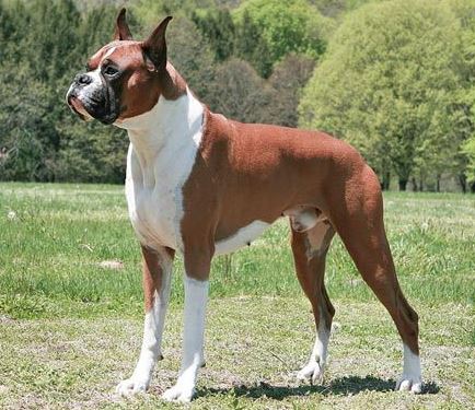 Photo of a very well groomed boxer dog standing sideways on a grassy field