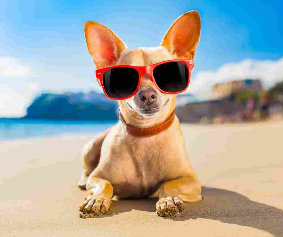 Cute fawn smooth coat chihuahua wearing sunglasses.