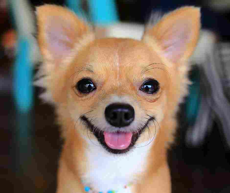 Cute caramel and white colored long coat chihuahua dog with a big smile on its face.