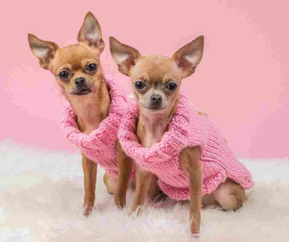 Photo of a pair of Fawn smooth coat Chihuahuas wearing pink sweaters
