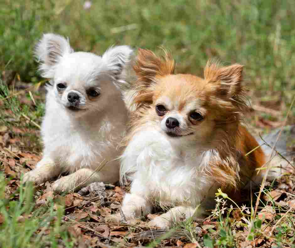 Pair of long coat chihuahuas, a white chihuahua and a fawn and white chihuahua