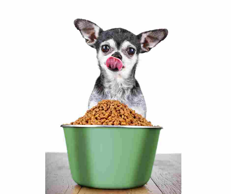 Photo of a chihuahua dog sitting in front of a giant bowl of dog food, licking his lips.