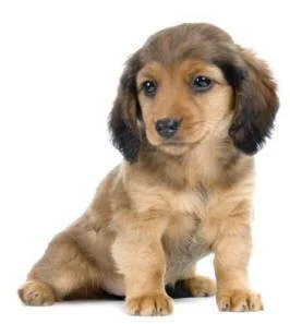 Miniature dachshund