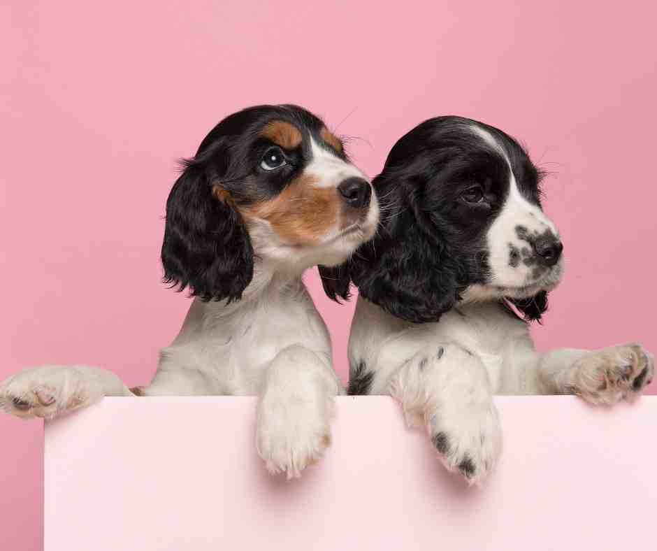 Cute pair of purebred puppies from a reputable dog breeder, pink background