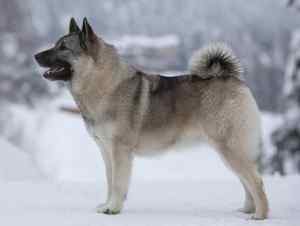 Norwegian elkhounds - the ultimate online guide to the amazing norwegian elkhound dog breed
