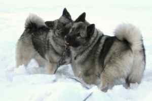 Norwegian elkhounds - the ultimate online guide to the amazing norwegian elkhound dog breed