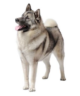 Norwegian elkhounds - the ultimate online guide to the amazing norwegian elkhound dog breed