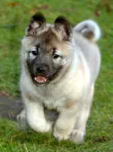 Norwegian elkhounds - the ultimate online guide to the amazing norwegian elkhound dog breed