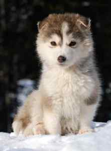 Alaskan malamutes: online guide to the alaskan malamute dog breed