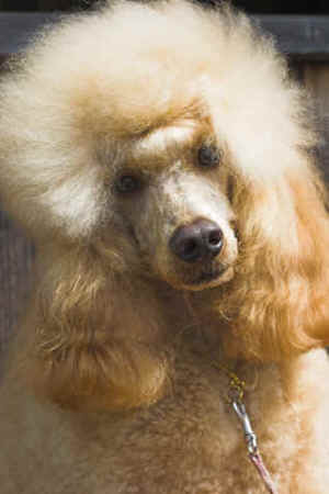 Standard Poodle with apricot colored coat