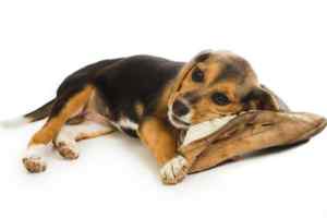 Beagle dog breed information guide – all about beagles
