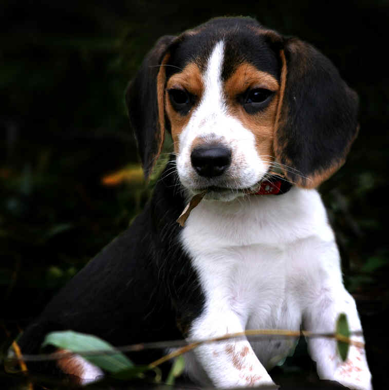 Beagle - a medium sized dog breed