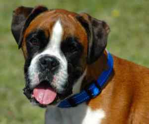 Boxer dogs: the perfect companion for active families