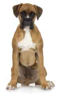 Boxer dogs: the perfect companion for active families