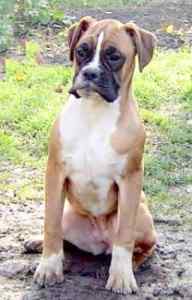 Photo of a growing boxer puppy. He is sitting, looking to the right.