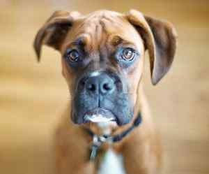 A fawn and white boxer dog with natural, uncropped ears