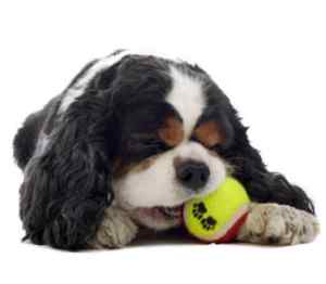 Cavalier king charles spaniels dog breed information guide