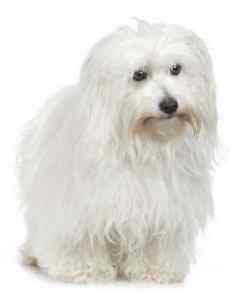 Coton de tulear dogs: their history, characteristics, and why they're so beloved