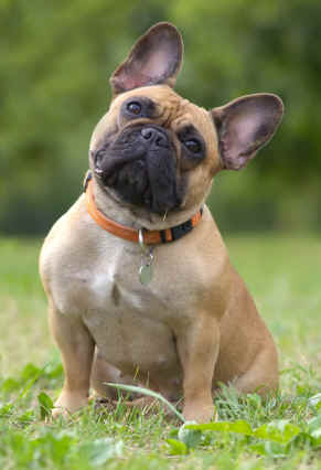 Photo photo of a cute Fawn French Bulldog