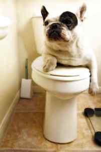 Funny photo of a french bulldog sitting on a toilet