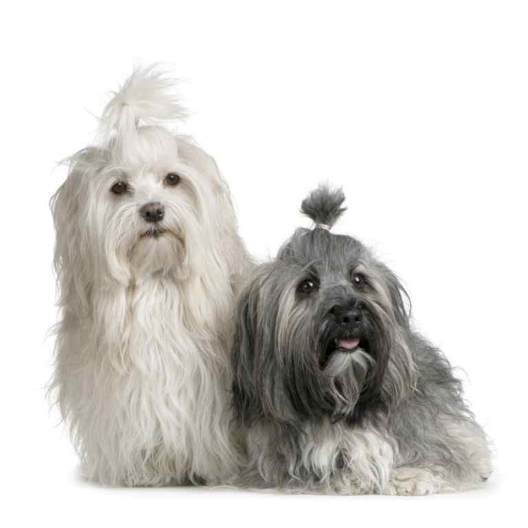 Havanese dog breed information and pictures 8 Havanese dog breed information and pictures