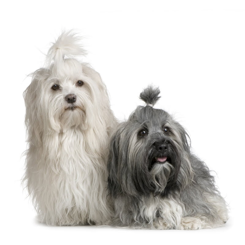 Reputable havanese dog breeders on Dogs and Puppies Central